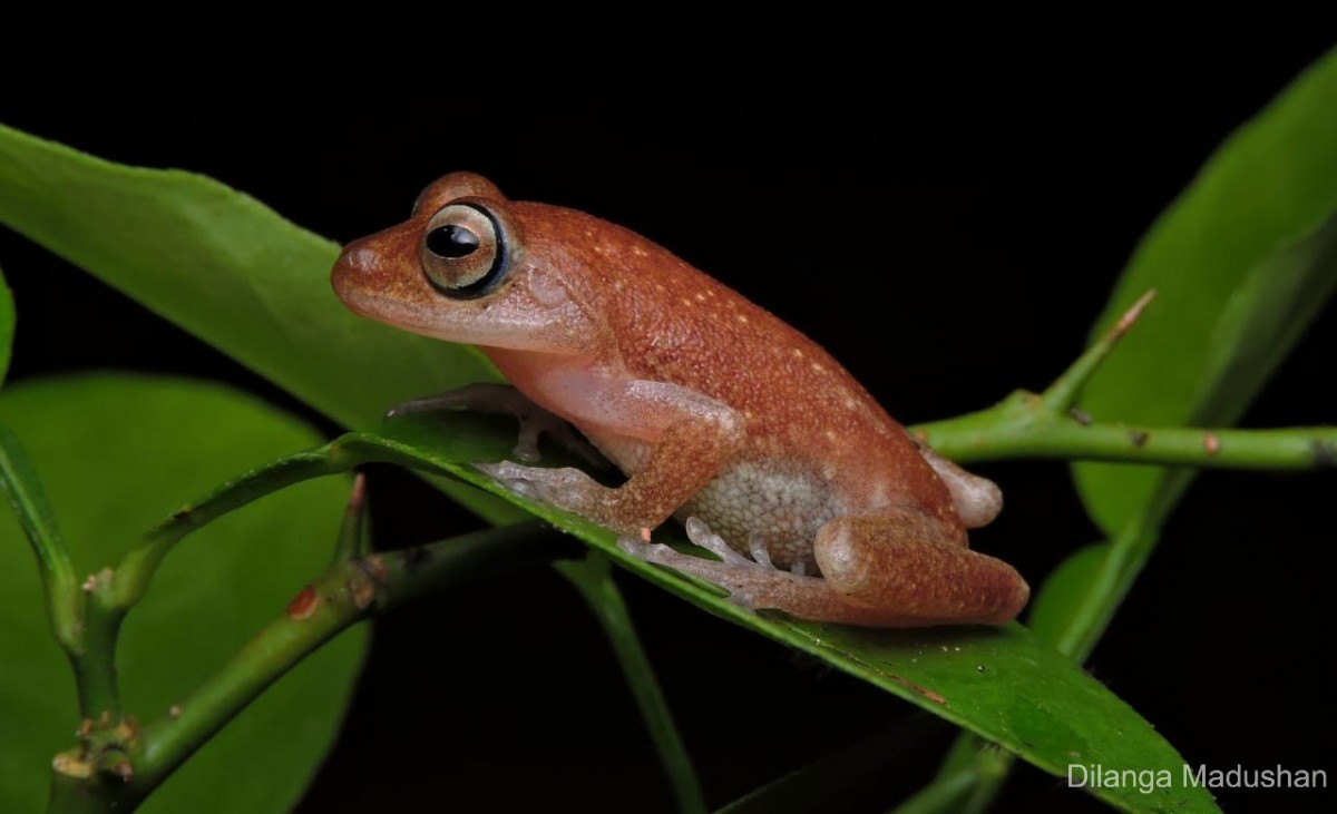 Pseudophilautus auratus Manamendra-Arachchi & Pethiyagoda, 2005